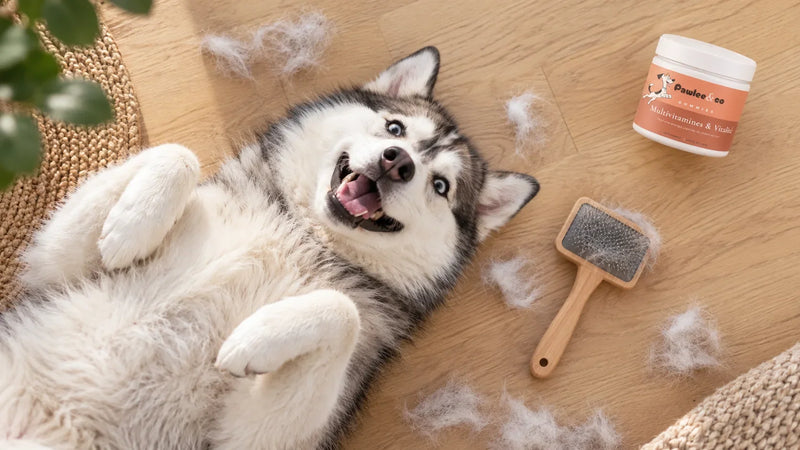 Husky joueur couché sur le dos, entouré de poils de mue et d'une brosse